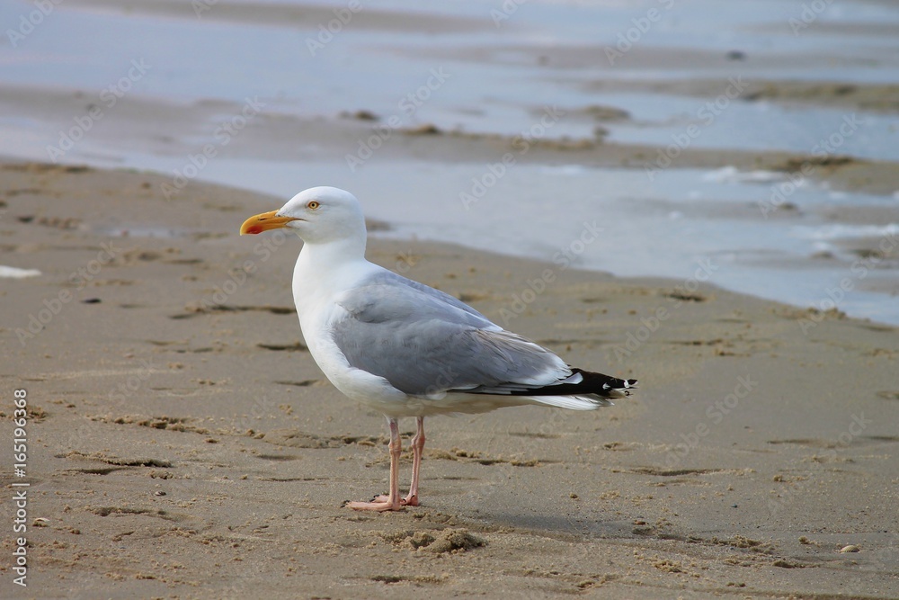 Fototapeta premium Silbermöwe am Strand