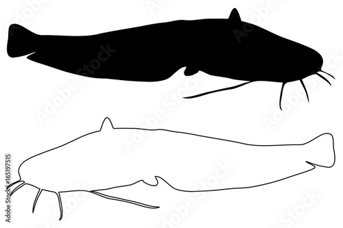 catfish silhouette vector, (Silurus glanis), 