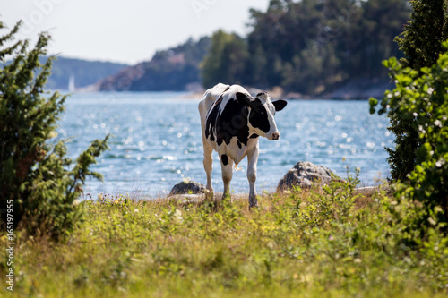 Cow and sea