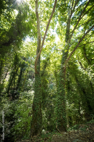 Valley of the Nightingales