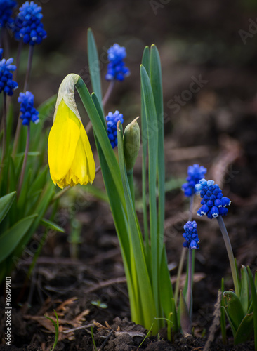 Fototapeta Naklejka Na Ścianę i Meble -  Blue flower