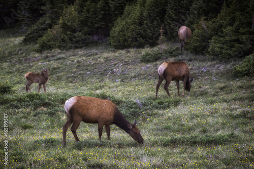 Elk grazing in a valley in the Rocky Mountains of Colorado