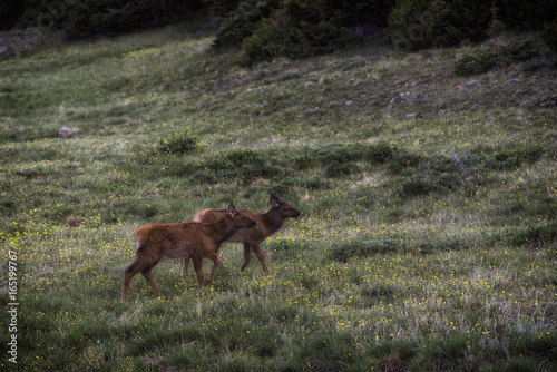 Elk calves in a valley in the Rocky Mountains of Colorado