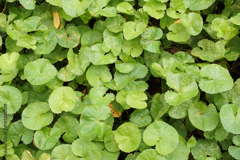 fresh green Centella asiatica plant in nature garden fresh green Centella asiatica plant in nature garden