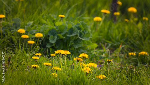 Fototapeta Naklejka Na Ścianę i Meble -  Meadow flowers