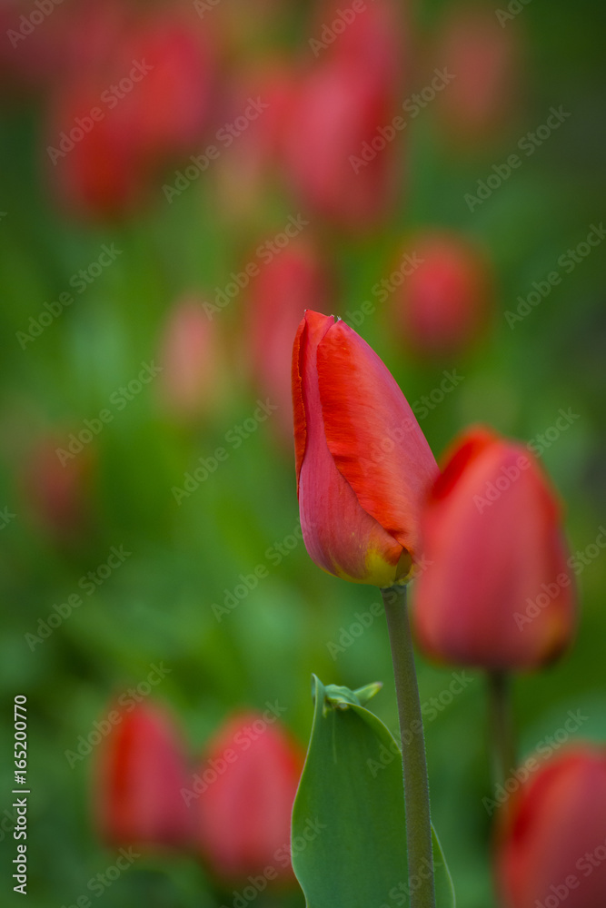 Naklejka premium Tulip