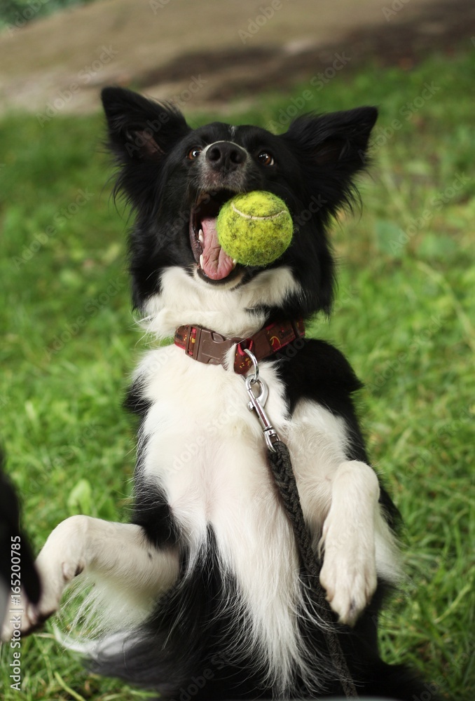 Female border collie with tennis ball