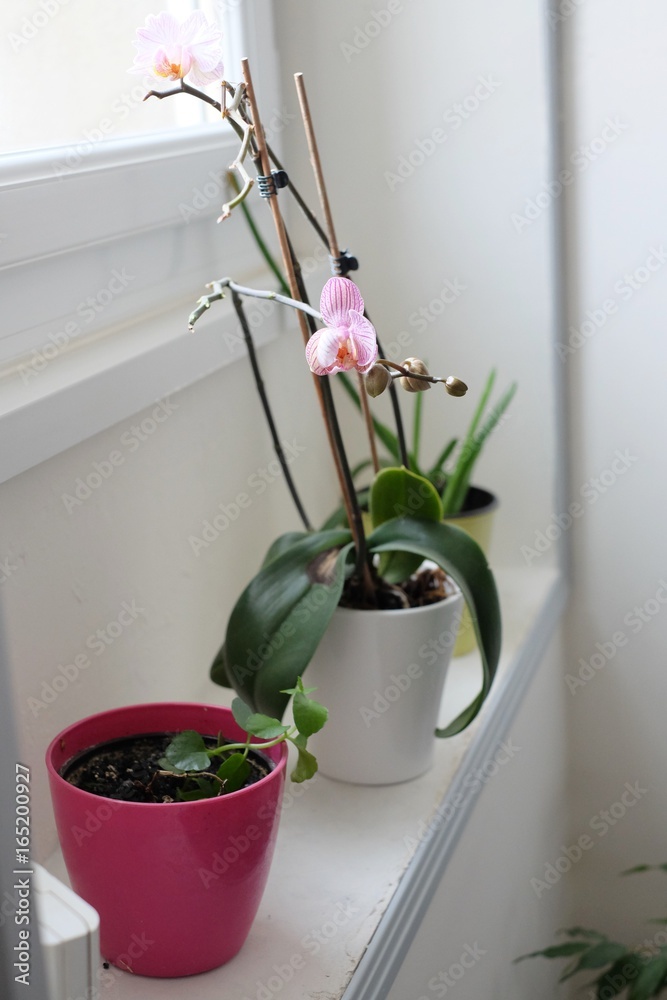 plant