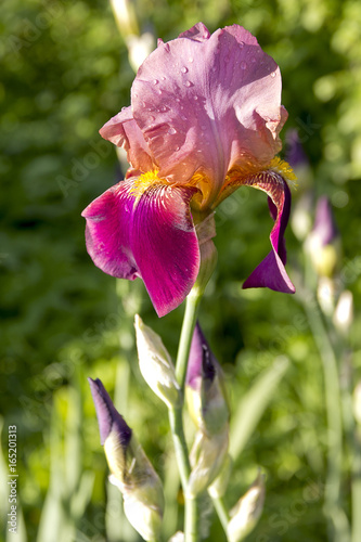 Fototapeta Naklejka Na Ścianę i Meble -  Beautiful violet irises. Summer flowers.