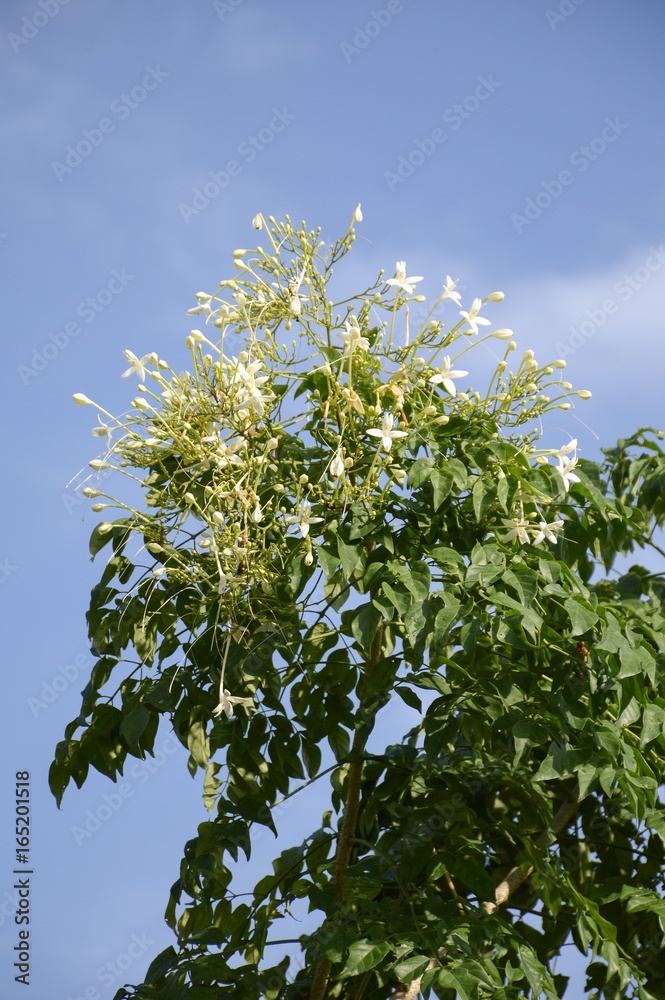 indian cork flower in nature garden indian cork flower in nature garden