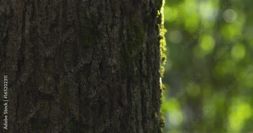 pan shot of linden tree with blurred background