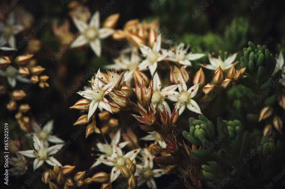 Sedum album spanish blooming white. Succulent plant. Magic beautiful flowers close-up. Sedum album spanish blooming white. Succulent plant. Magic beautiful flowers close-up.