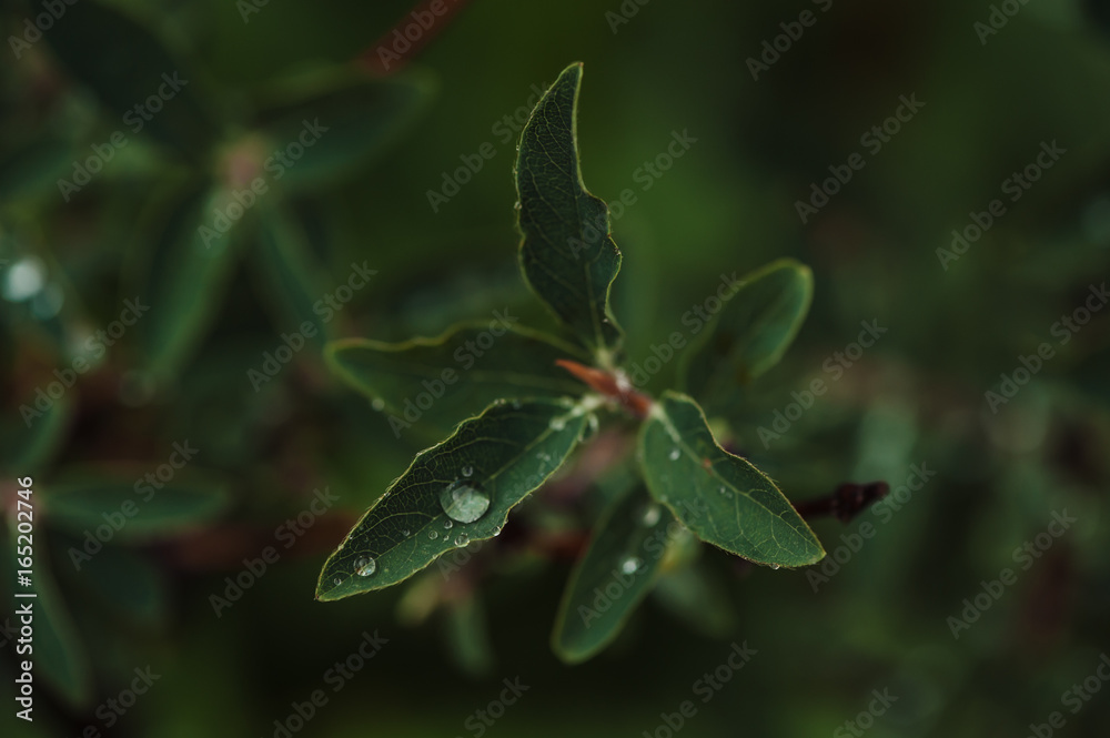 Rain drops on the green honeysuckle leaves in the garden. Rain drops on the green honeysuckle leaves in the garden.