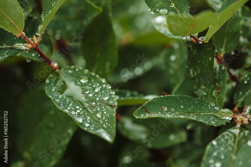 Rain drops on the green honeysuckle leaves in the garden.