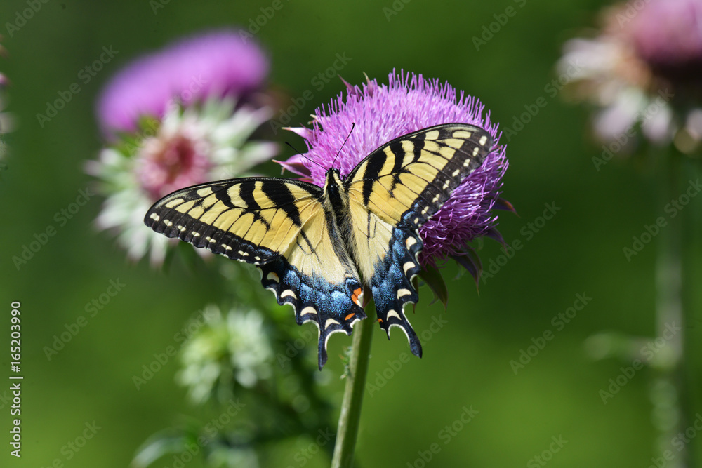 Obraz premium eastern tiger swallowtail sipping nectar from a thistle