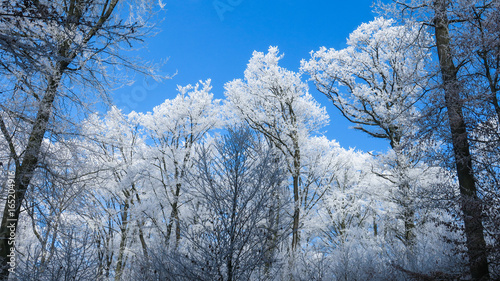 Frozen winter trees © blende11.photo
