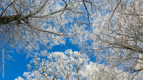 Tableau sur toile Frozen winter trees