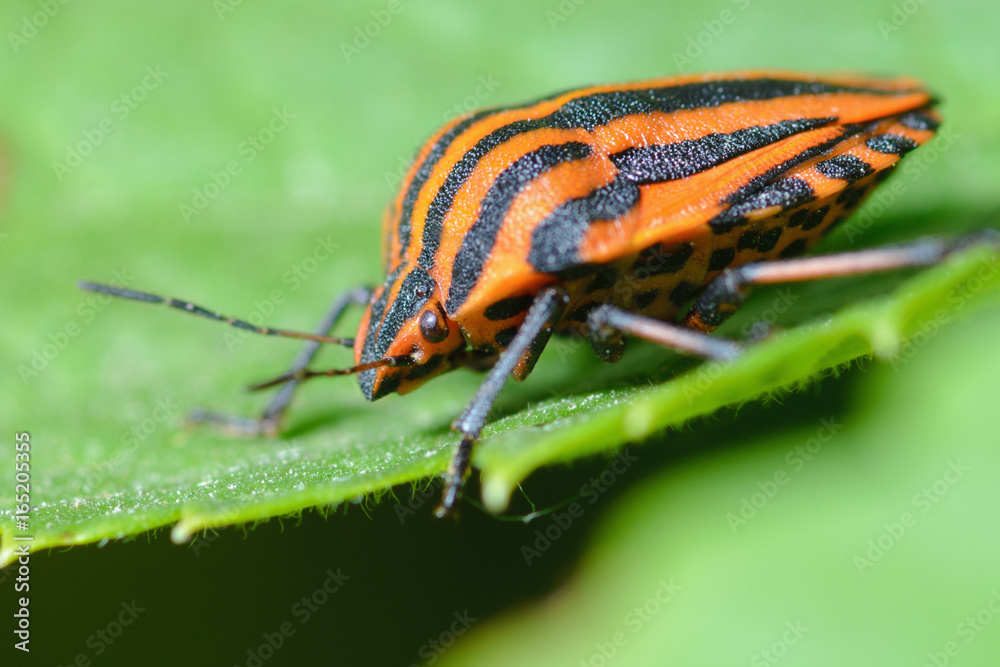 Bug italian. Graphosoma lineatum. Bug italian. Graphosoma lineatum.