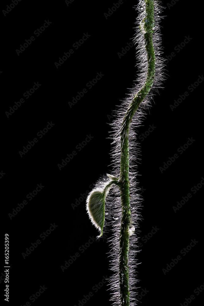 Hairy vine plant stem with young leaf and water drops isolated on black background. Hairy vine plant stem with young leaf and water drops isolated on black background.