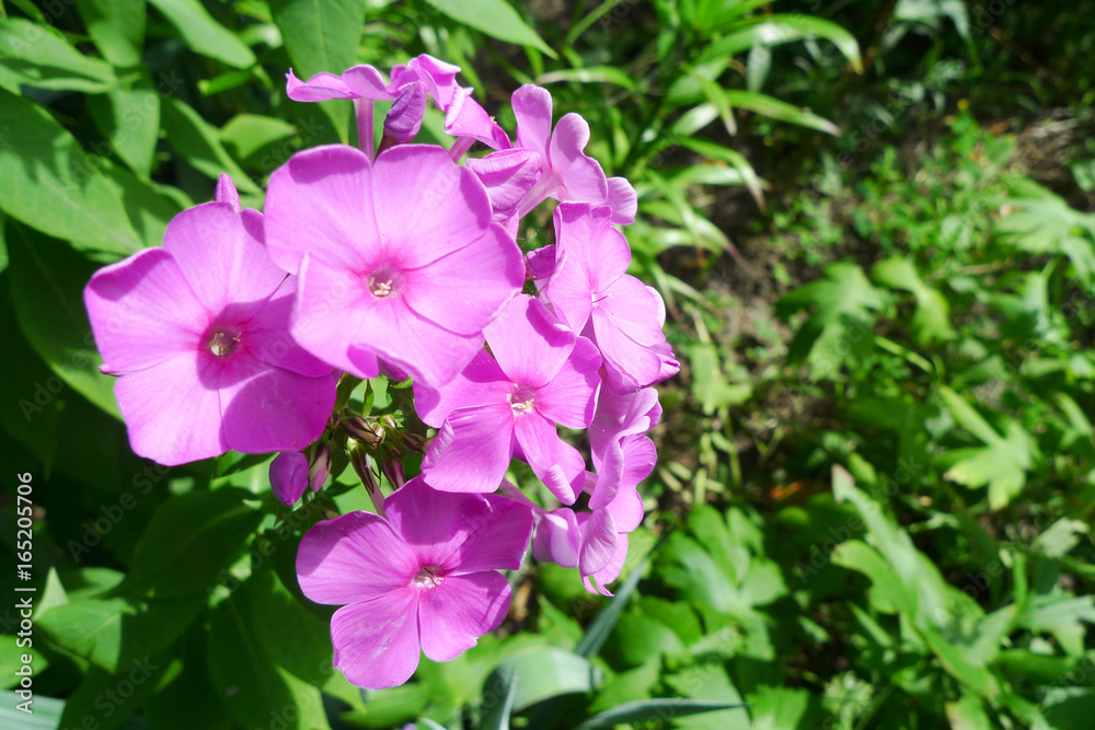 Close-up of the pink Phlox paniculata (garden phlox) blossoming in garden Close-up of the pink Phlox paniculata (garden phlox) blossoming in garden