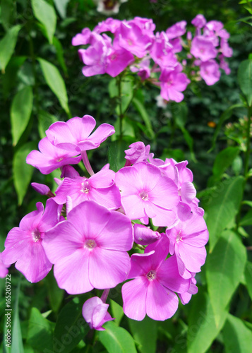 Close-up of the pink Phlox paniculata (garden phlox) blossoming in garden