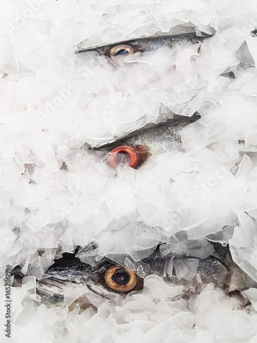 Fresh Barracuda on Ice at the seafood booth photo
