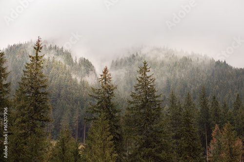 Forest on a mountain slope
