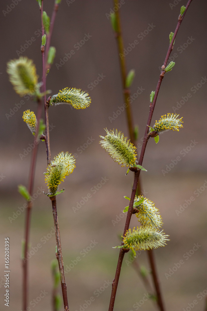 the delicate flowering branches of willow the delicate flowering branches of willow
