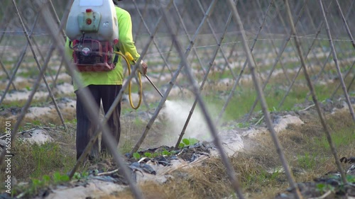 Farmer spraying pesticide in cucumber farm.