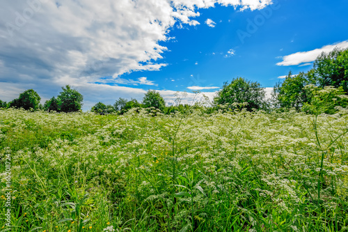 Summer meadow in Russia