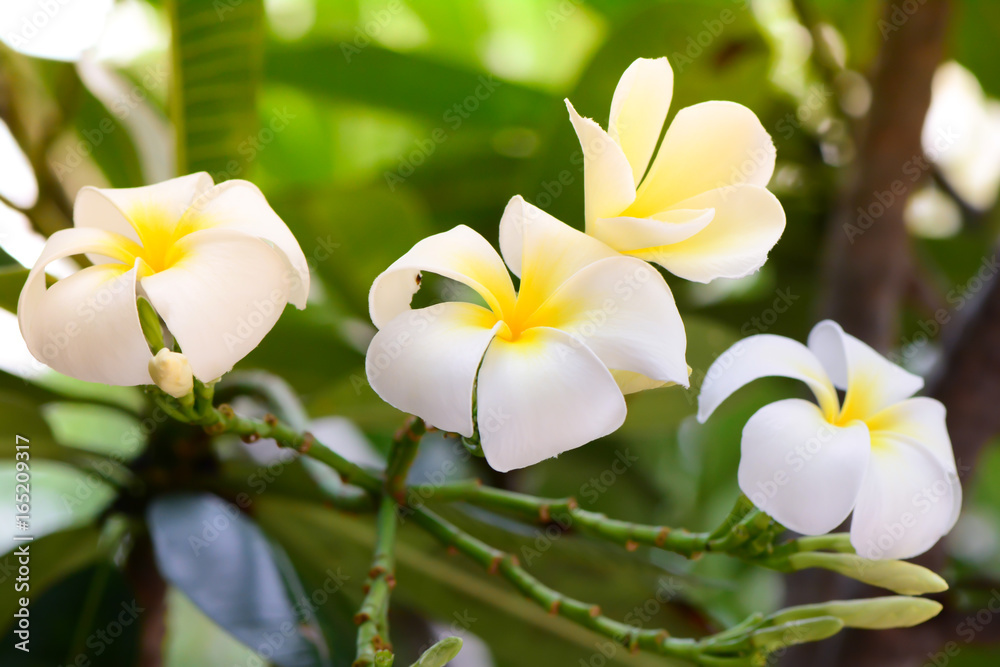 Fototapeta premium Plumeria, Frangipani