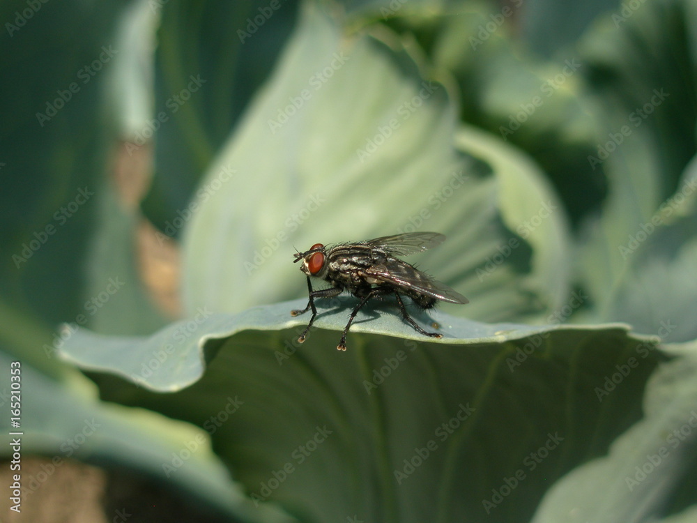 Naklejka premium OLYMPUS DIGITAL CAMERA