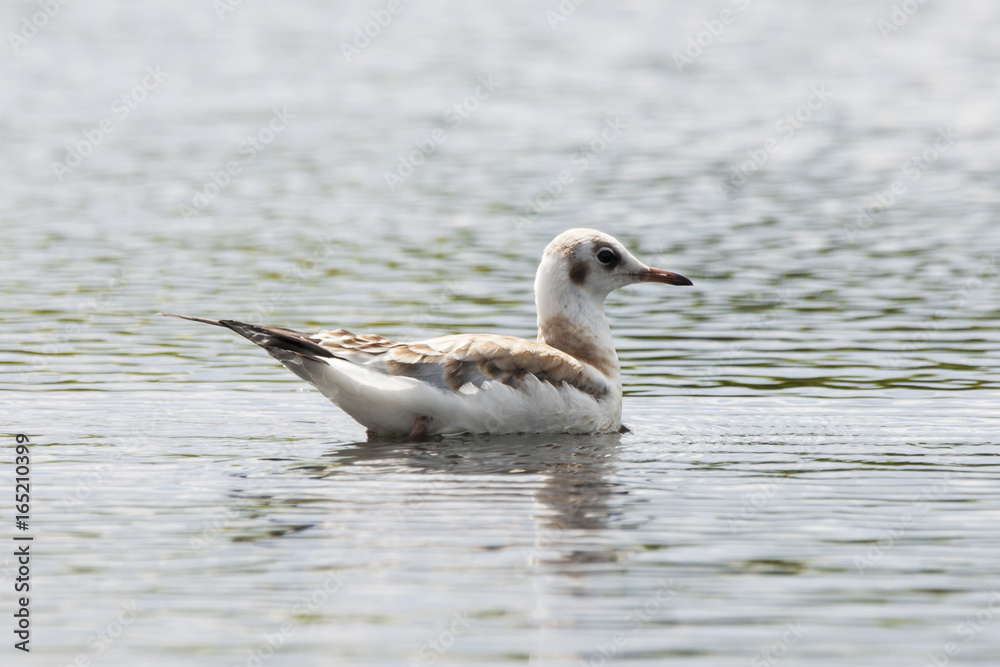 Black-headed gull young swimming on water. Nice white waterbird. Bird in wildlife.