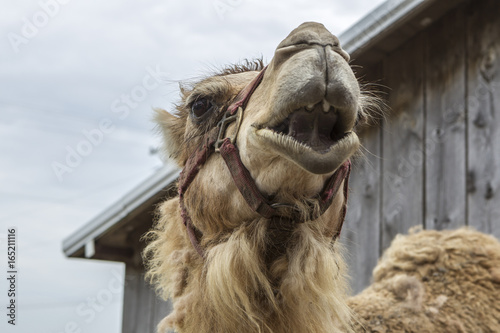 Camel with open mouth. photo