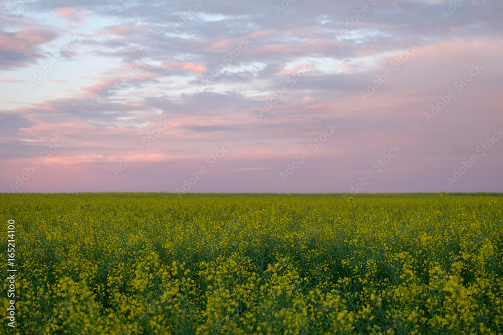 Yellow field on sunset sky background