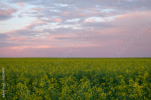 Yellow field on sunset sky background