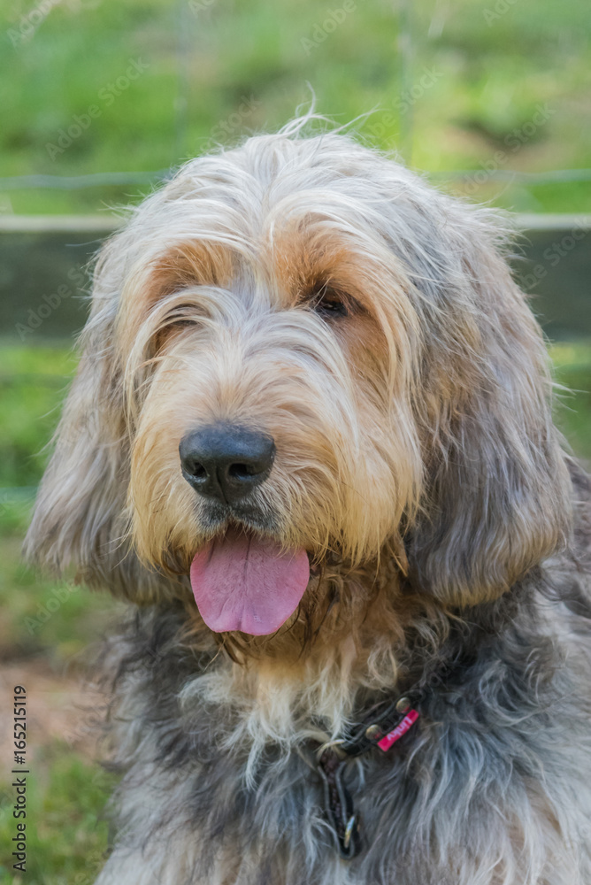 Portrait of Otterhound facing camera with tongue out