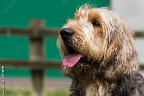 Portrait of Otterhound looking to the left with tongue out photo