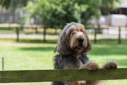 Large grey and cream coloured Otterhound standing with front feet on top of wooden fence looking towards camera photo