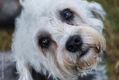 Portrait of white Dandie Dinmont Terrier looking up at camera