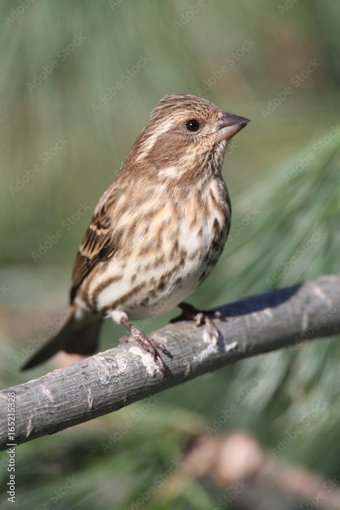 Fototapeta premium Purple Finch (Carpodacus purpureus)