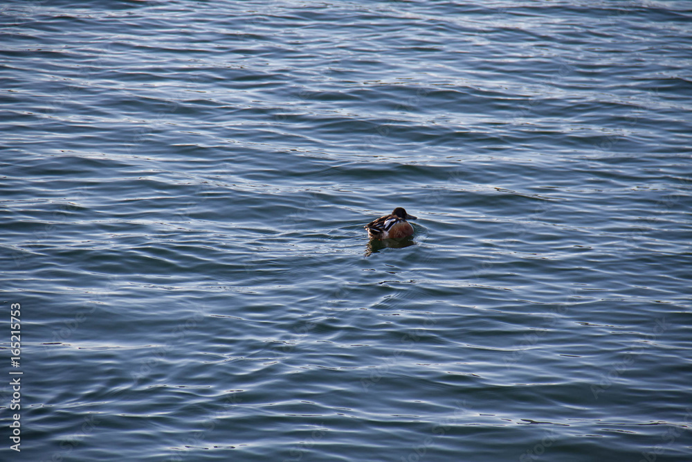 Fototapeta premium Small duck swims on the lake