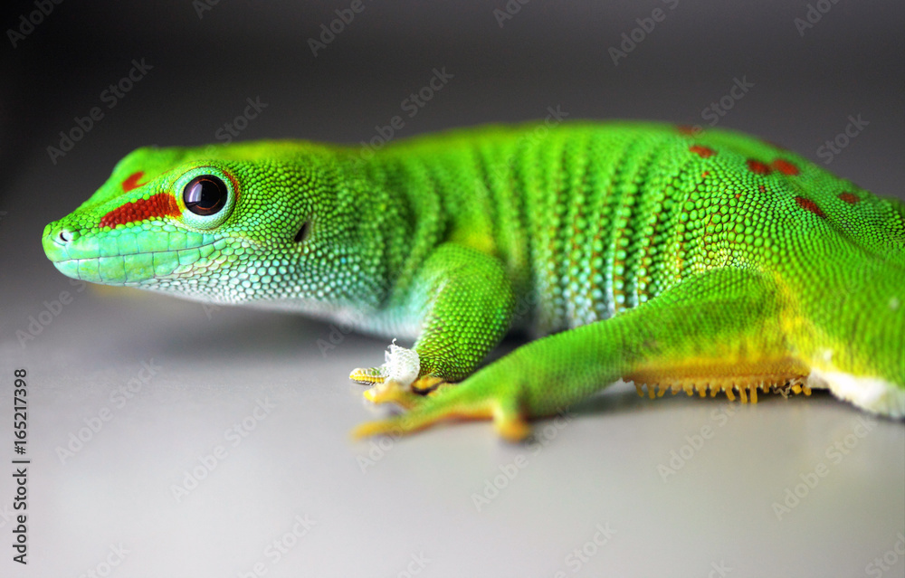 Naklejka premium Gecko