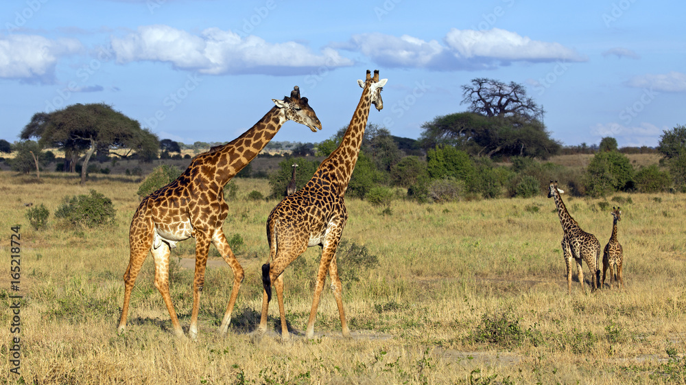 Obraz premium Beautiful giraffe in Tarangire national park, Tanzania