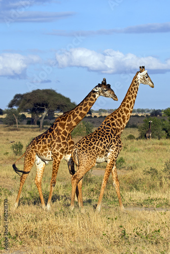 Beautiful giraffe in Tarangire national park, Tanzania © gdvcom