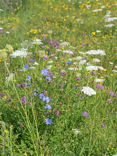 Wildblumenwiese, Heilpflanzen, Wildflower meadow, Medicinal plants