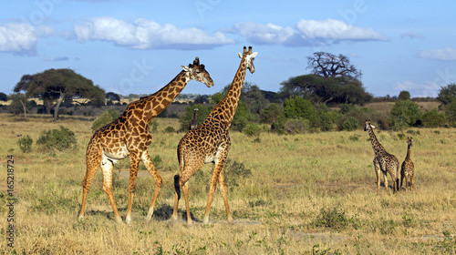 Fototapeta Naklejka Na Ścianę i Meble -  Beautiful giraffe in Tarangire national park, Tanzania