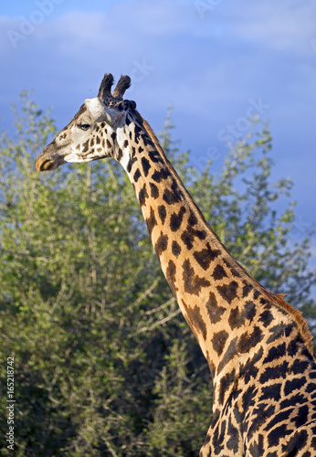 Beautiful giraffe in Tarangire national park, Tanzania © gdvcom