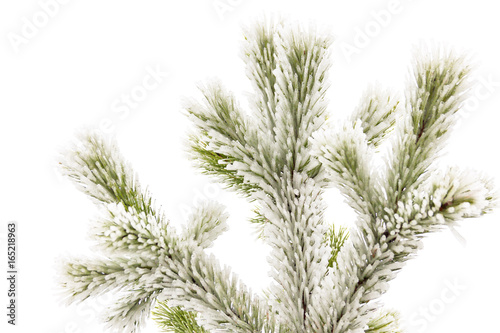 Pine branches covered with ice on white background