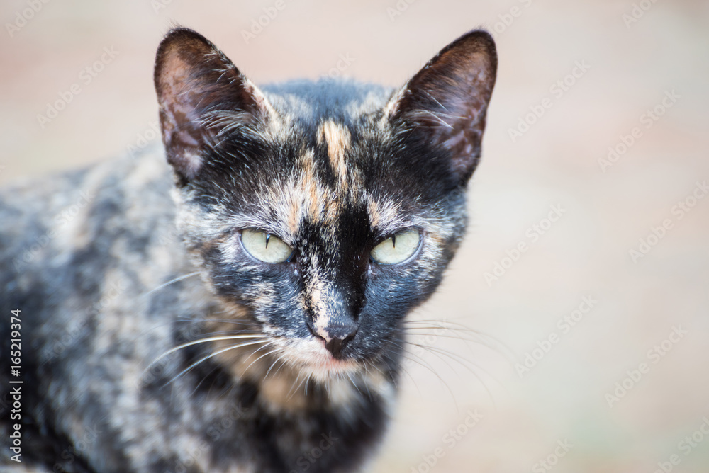 Brindle cat looking forward Stock Photo Adobe Stock